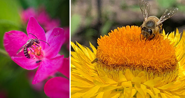 Con jardines Semarnat evitará extinción de especies polinizadoras