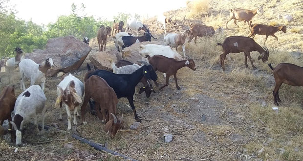 ITT busca conservar recursos genéticos caprinos en Mixteca