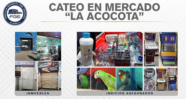 Tras cateo en La Acocota, FGE detiene a 3 y asegura especies protegidas