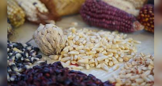 Anuncia ayuntamiento banco de semillas para preservar maíz nativo