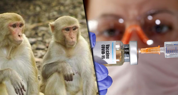 Vacuna de Oxford contra coronavirus funciona en monos, afirman