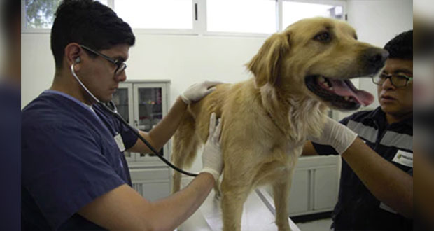 ¿Veterinario? Sader te dice cómo prevenir Covid-19 en animales