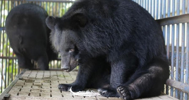Probarán inyecciones con bilis de oso contra el Covid-19 en China