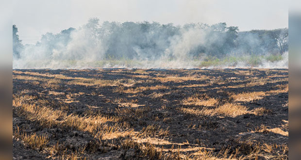 Conafor registra 2 mil 739 incendios en lo que va de 2022
