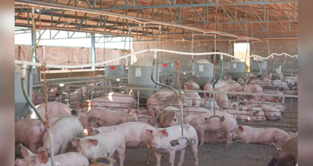 Producción de carne porcina será de 7 millones de toneladas; 4% más: Sader