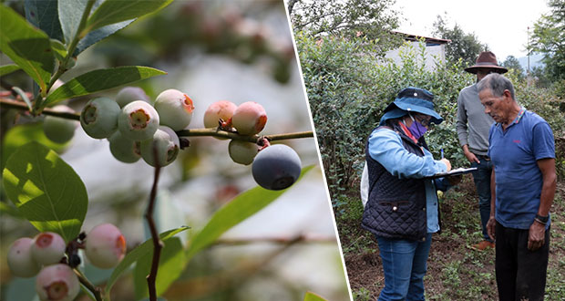Producción de frutos rojos en Puebla genera derrama de 60 mdp al año