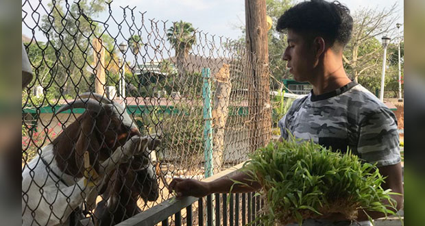 Producen alternativas para alimentar a cabras en CBTA de Tecomatlán