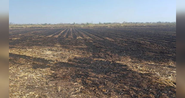 Quemas han causado el 32% de incendios forestales: Agricultura