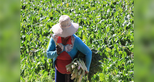 Programa Recuperación del Campo Poblano dará hasta 5 mdp por proyecto
