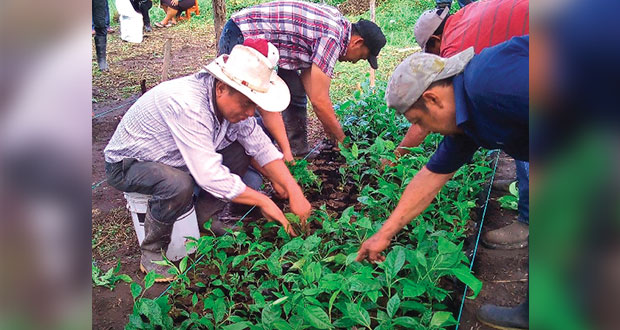 En Puebla, programa Sembrando Vida se amplía a 10 mil agricultores