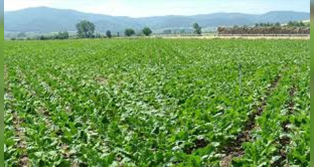 Puebla, 5° sitio nacional en apoyos de producción para agricultores