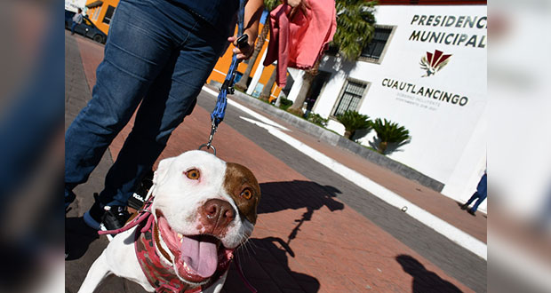 Cuautlancingo, con nuevo reglamento de tenencia y control de mascotas
