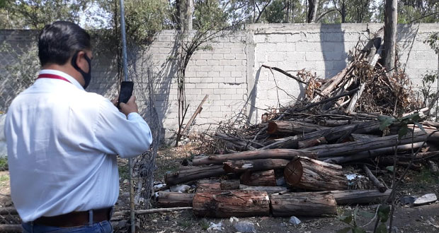 Medio Ambiente municipal permite a hijo de exdiputado talar árboles, acusan.