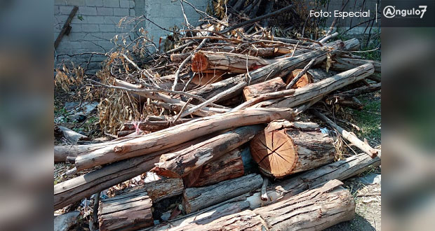 Medio Ambiente municipal permite a hijo de exdiputado talar árboles, acusan. Foto: Especial