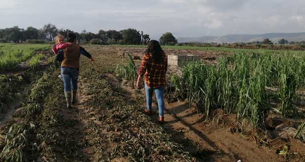 Reportan afectaciones en cultivos por lluvias en Cañada Morelos