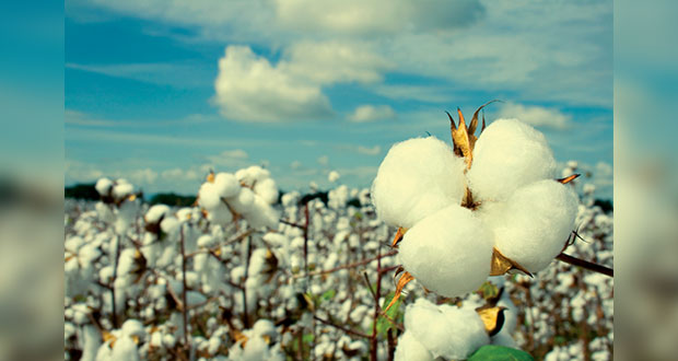 Semarnat rechaza 19 solicitudes para sembrar algodón transgénico