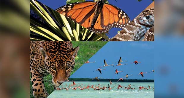 Si buscas conservar vida silvestre, checa convocatoria de Semarnat