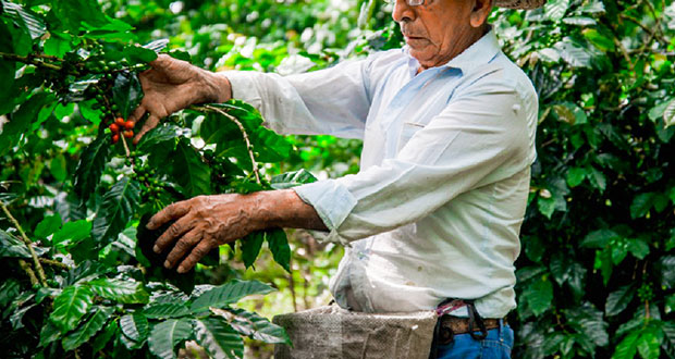En Puebla, van 117,370 apoyados con Producción para Bienestar