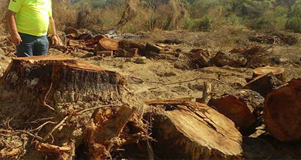 Semarnat sugiere denunciar presunta tala ilegal en Tetela de Ocampo. Foto: Ilustrativa