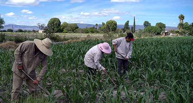Jóvenes campesinos, esenciales en soberanía alimentaria: Senado