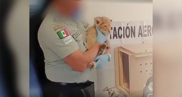 Con operativos, GN rescata a 456 animales en peligro de extinción