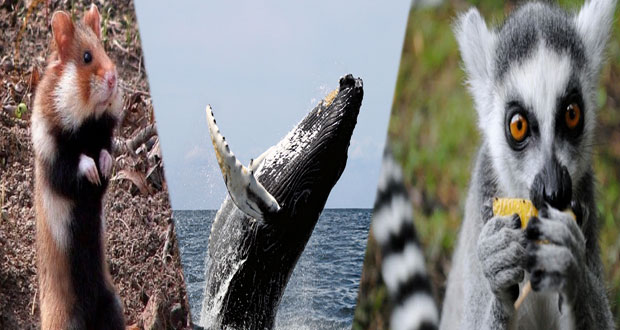 Lémures, ballena negra y hámster europeo, en peligro de extinción