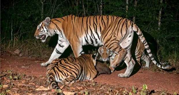 En Tailandia, reportan aumento en población de tigres