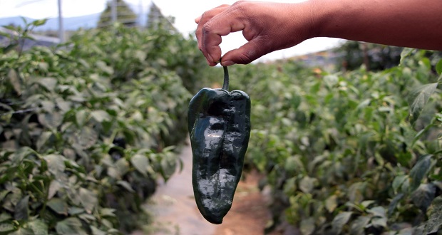 Promueven productos poblanos para elaboración del chile en nogada