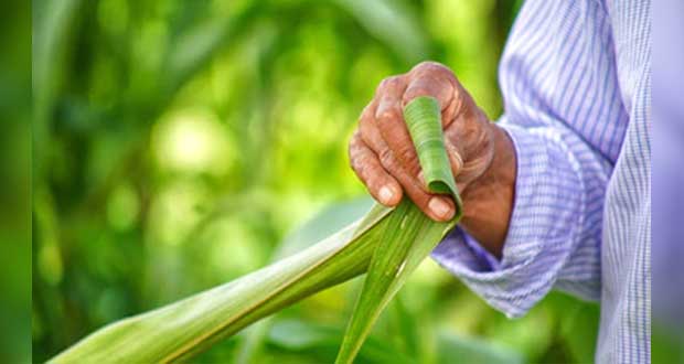 Con enfoque agroecológico, superarán rezago comunidades indígenas