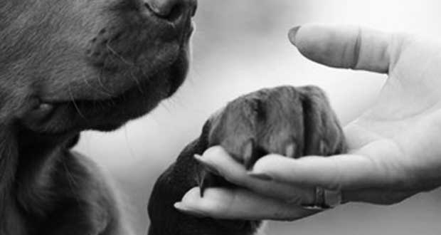 La historia de Tabata: no querían adoptarla por su color de pelaje