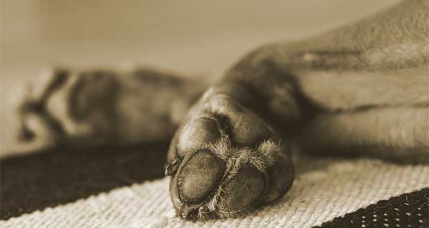 Pitbull muere tras ser acuchillado; MAP exige justicia