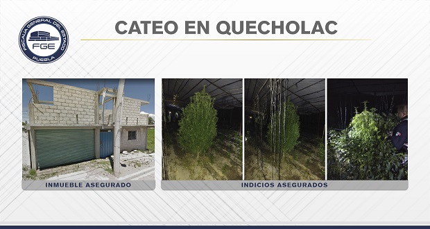 En Quecholac, Fiscalía halla invernadero de plantas de marihuana