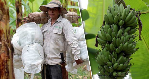 Ingresos por 163 mdp deja producción de plátano en Puebla cada año