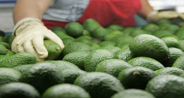 Superávit agroalimentario alcanza 7.4 mmdd en 1S; sube 19%