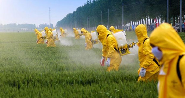 Gobierno ya no usa glifosato; en 2024, se eliminará producción: AMLO