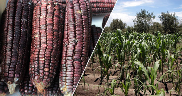 Puebla, cuna del maíz, celebra el Día Nacional de este cultivo
