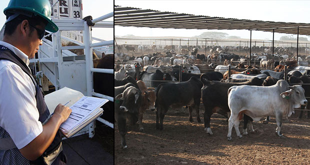 Aumenta 6% exportación mexicana de ganado bovino a EU