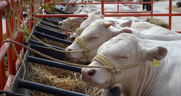 Pese a pandemia, ganaderos garantizaron abasto de carne: Sader
