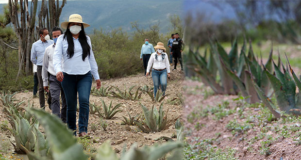 Impulsan conservación de magueyes en Reserva de Biósfera de Tehuacán