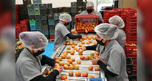 Productores de Aquixtla envían primer embarque de tomate a EU