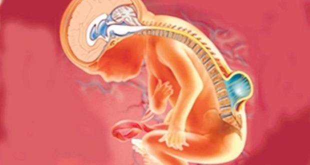 ¿Sabes cómo prevenir espina bífida en el bebé? IMSS te lo dice