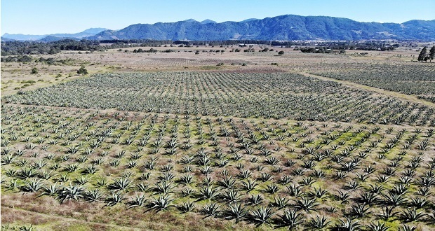 SDR busca fortalecer el maguey pulquero en la Sierra Norte