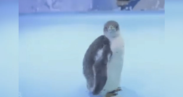 Alex, el primer pingüino nacido en un acuario de Ciudad de México