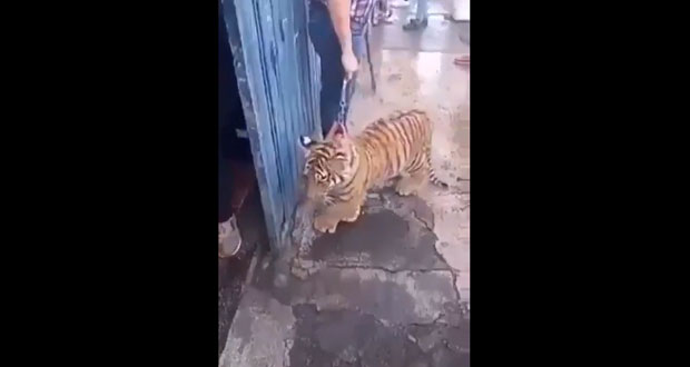Pasean a cachorro de tigre en La Libertad; ya se investiga: Barbosa