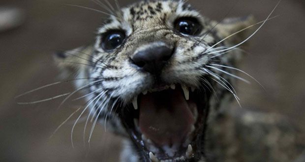 Rescatan 2 cachorros de jaguar que iban a ser vendidos en Nicaragua