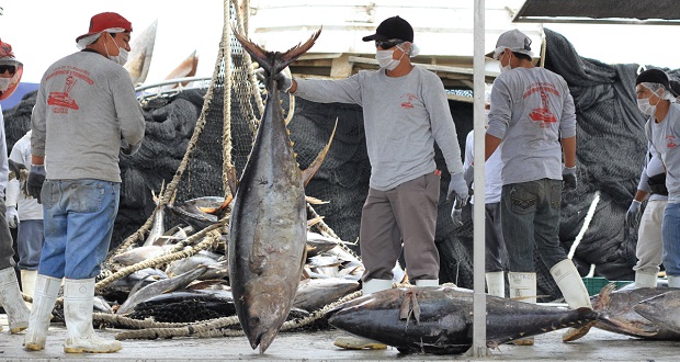 Sader anuncia levantamiento de veda de pesca de atún en México