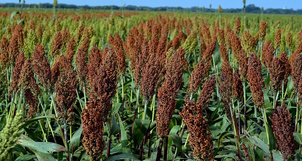 En 2020, se producen 1.3 mdh de sorgo;  exportarán a China