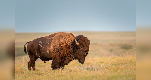 Tras 100 años, manada de bisontes americanos retorna a Coahuila