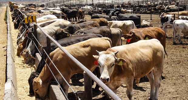 Senasica pide a EU revisar estatus de tuberculosis bovina a México