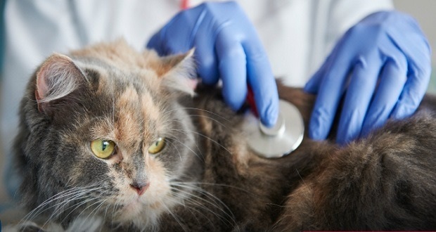 Upaep realizará esterilización de gatos todo el mes de febrero